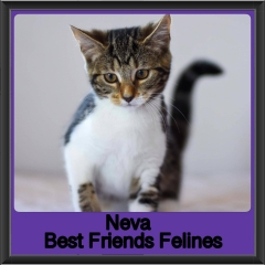 2019-Neva