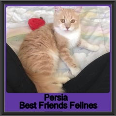 2019-Persia