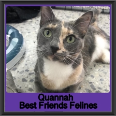 2019-Quannah