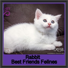 2019-Rabbit