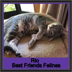 2019-Rio3