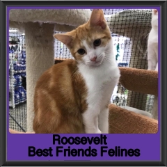 2019 - Roosevelt1