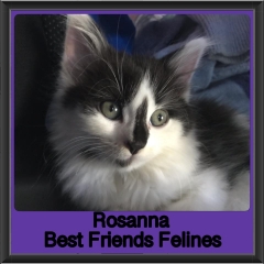 2019 - Rosanna