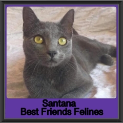 2019-Santana2