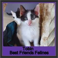 2019-Tobin