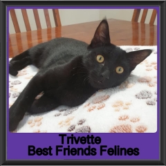 2019-Trivette2
