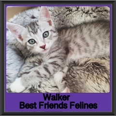 2019 - Walker