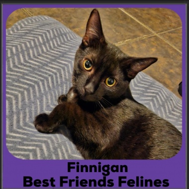 2024-Finnegan2