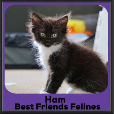 1_Ham-2026 1_Ham-2026