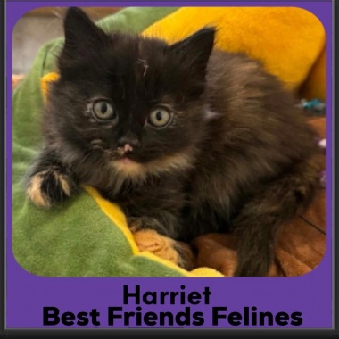 1_Harriet-2026 1_Harriet-2026