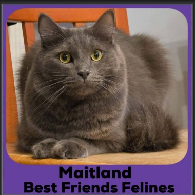 1_Maitland-2026
