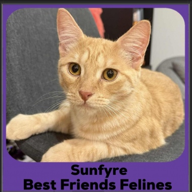 1_Sunfyre-2025
