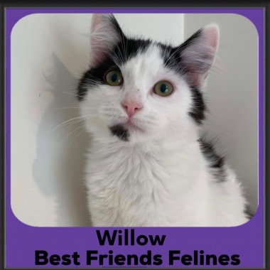 1_Willow-2026