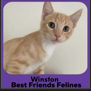 1_Winston-2026
