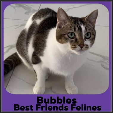 2023-Bubbles