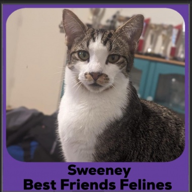 2024-Sweeney2