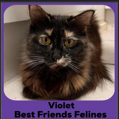 2024-Violet