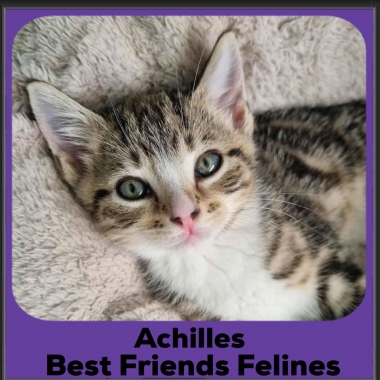 Achilles-2025 Achilles-2025