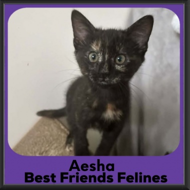 Aesha-2026 Aesha-2026