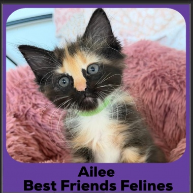 Ailee-2025 Ailee-2025