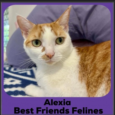 Alexia-2026 Alexia-2026