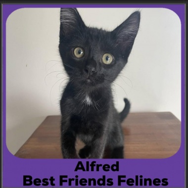 Alfred