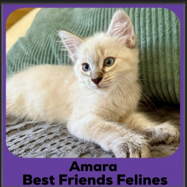 Amara-2025 Amara-2025