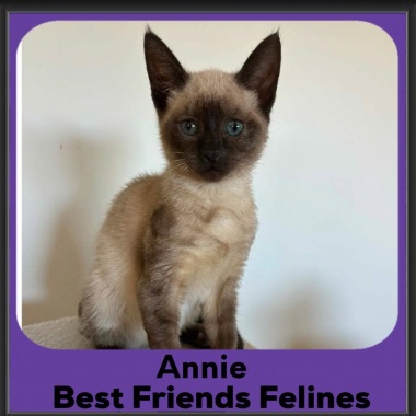 Annie-2026