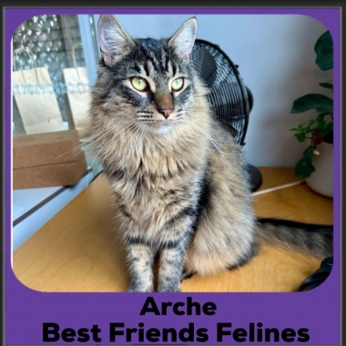 Arche