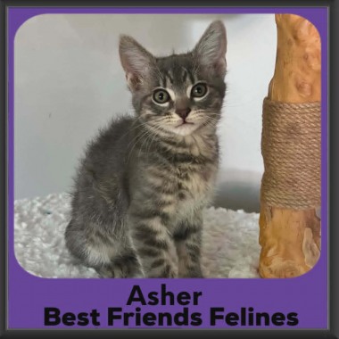 Asher-DSH-2026