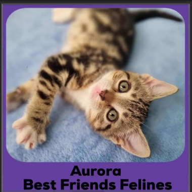 Aurora-2025 Aurora-2025