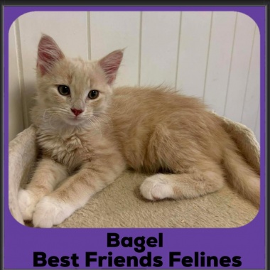 Bagel-2025 Bagel-2025