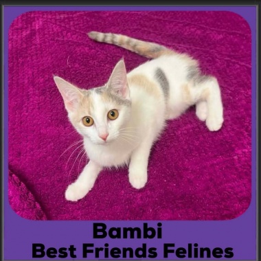 Bambi-2026 Bambi-2026