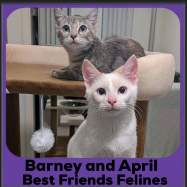 Barney-April Barney-April