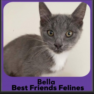 Bella-2026