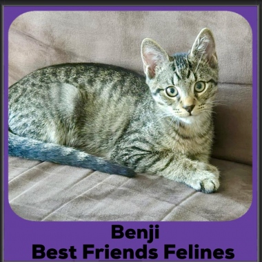 Benji-2025