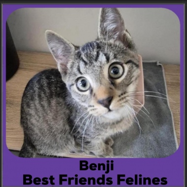 Benji