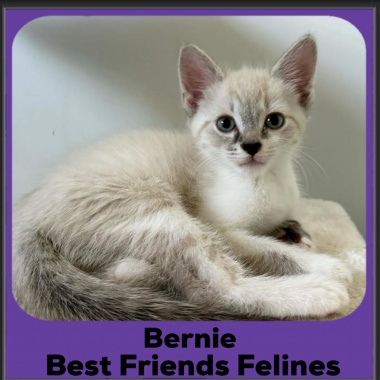 Bernie-2025 Bernie-2025