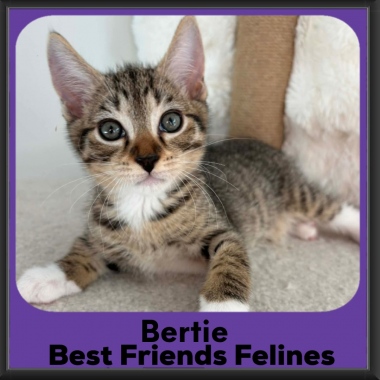 Bertie-2026