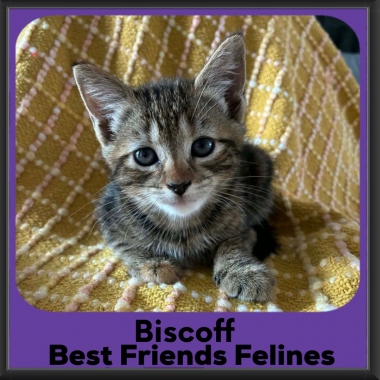 Biscoff-2026 Biscoff-2026