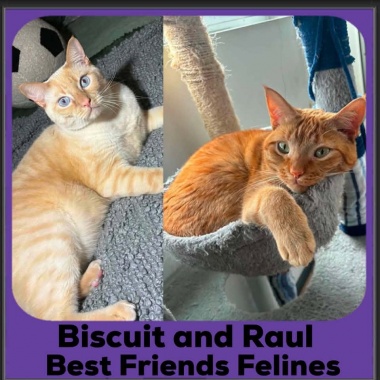 Biscuit-Raul