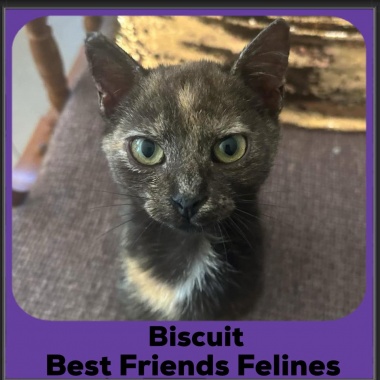 Biscuit