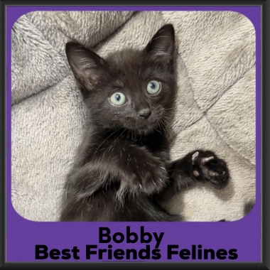 Bobby-2026 Bobby-2026