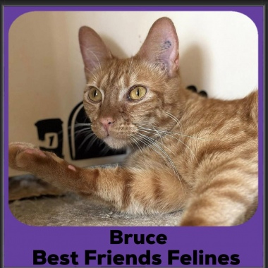 Bruce2025