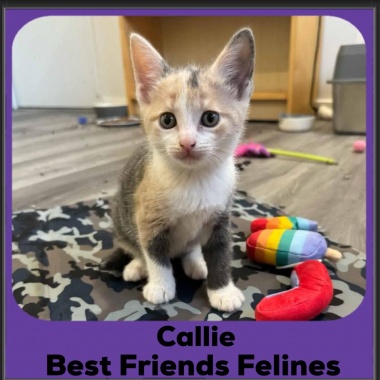 Callie-2025 Callie-2025