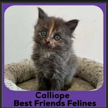 Calliope-2026 Calliope-2026