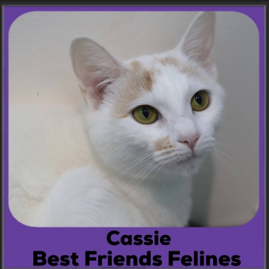 Cassie