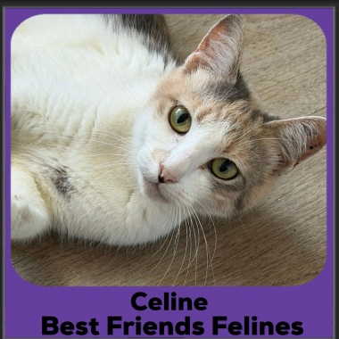 Celine-2025 Celine-2025