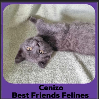 Cenizo
