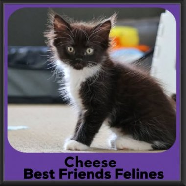 Cheese-2026 Cheese-2026